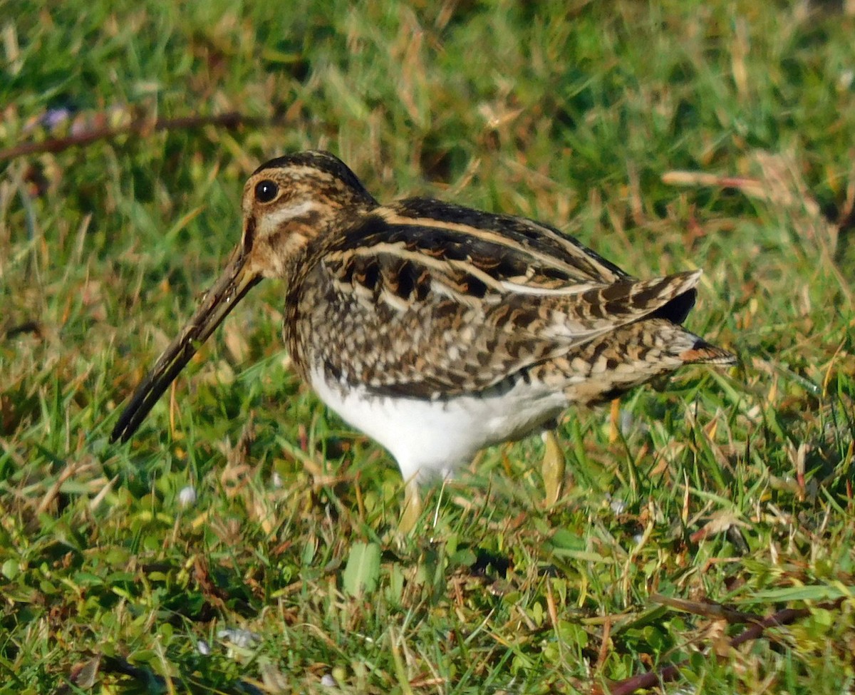 Wilson's Snipe - ML645559946