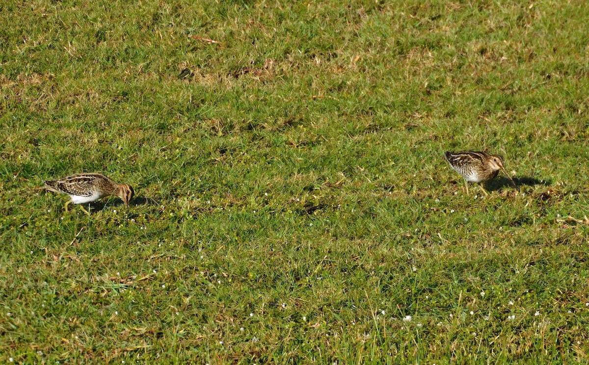Wilson's Snipe - ML645559947