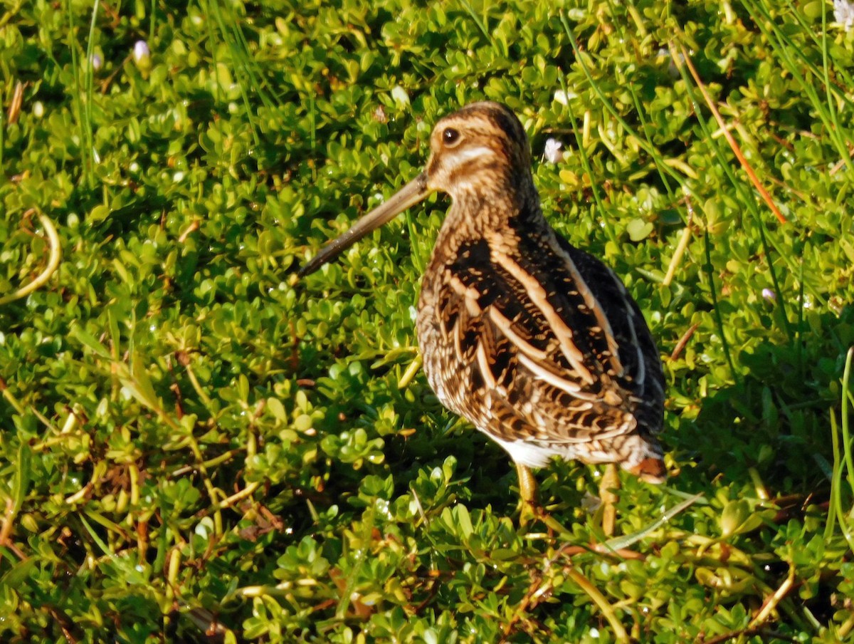 Wilson's Snipe - ML645559948