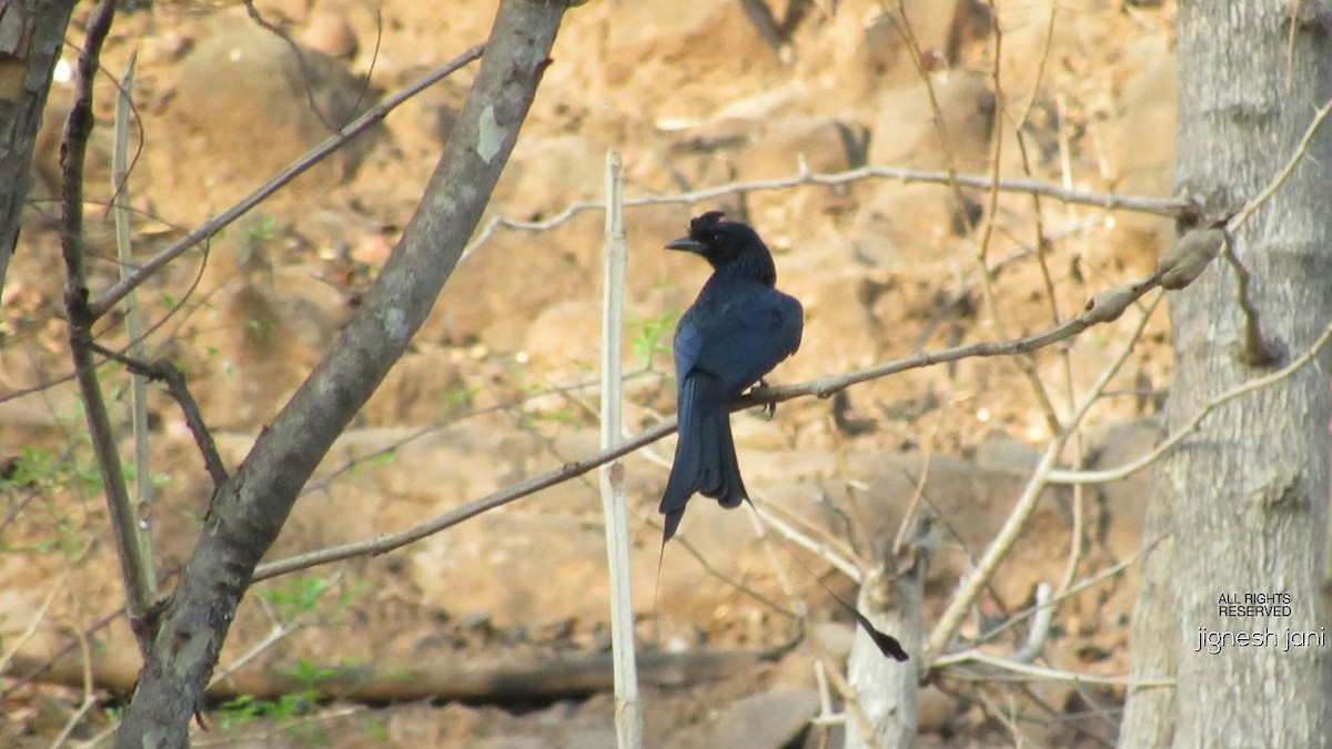 Greater Racket-tailed Drongo - ML645559949