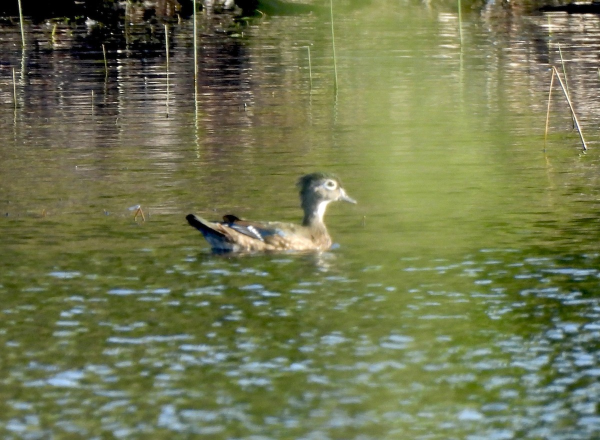 美洲鴛鴦 - ML645559958