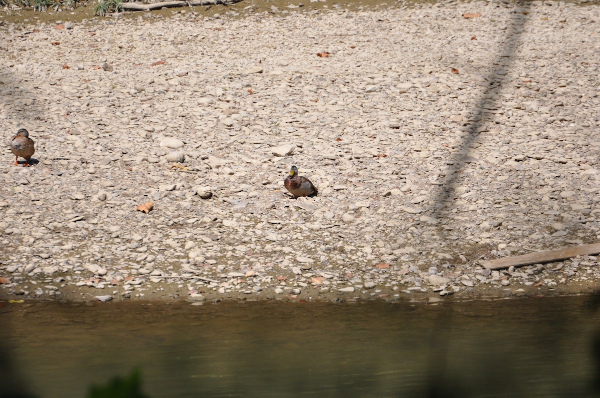 Крижень звичайний - ML645559968