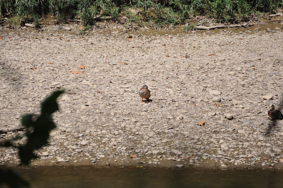 Крижень звичайний - ML645559969