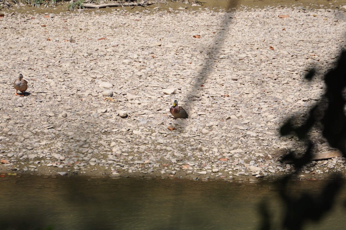 Крижень звичайний - ML645559970