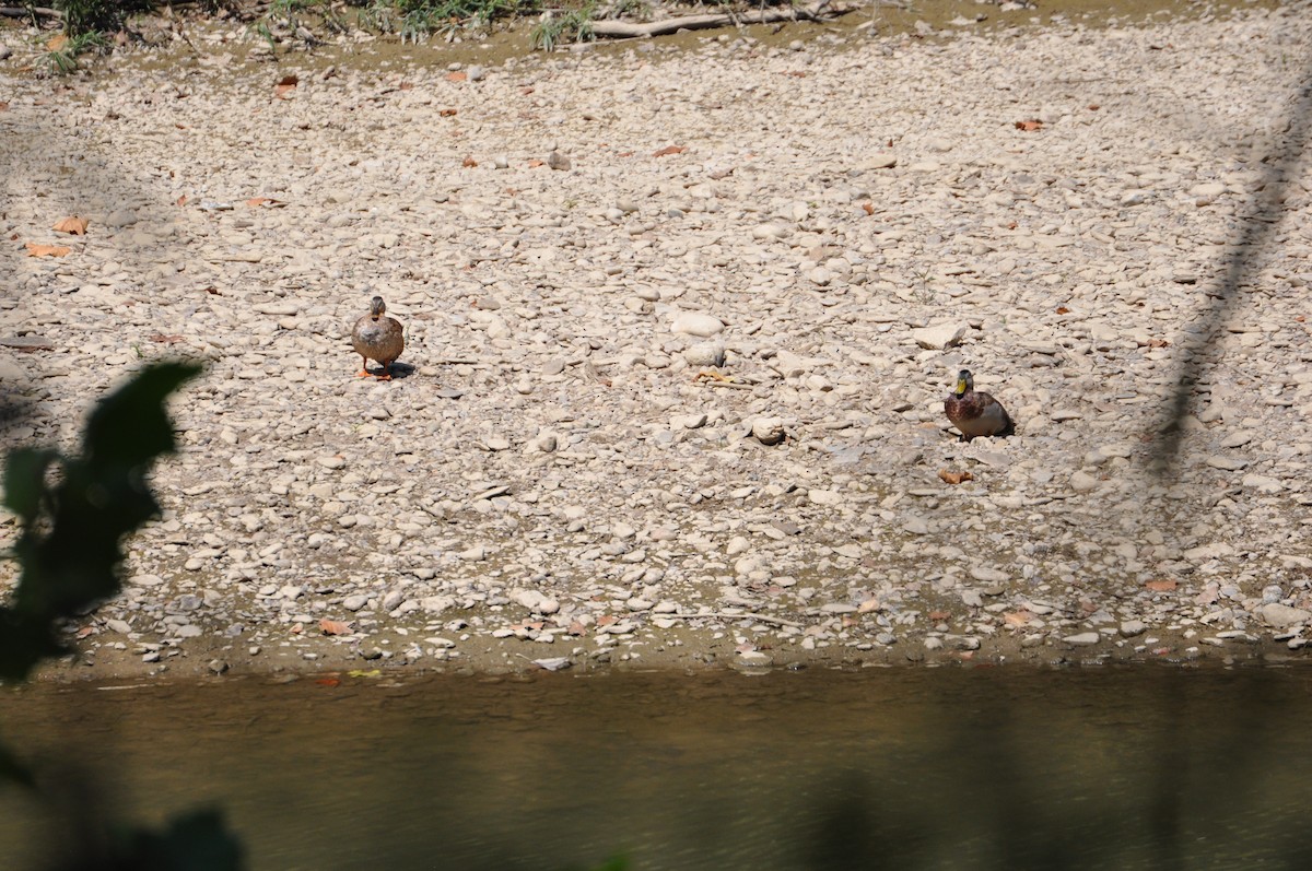 Крижень звичайний - ML645559971