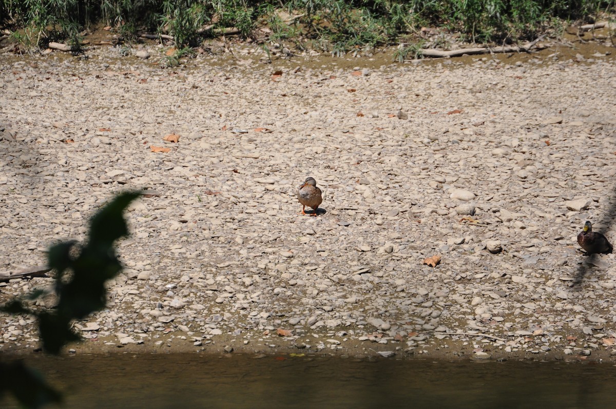Крижень звичайний - ML645559972