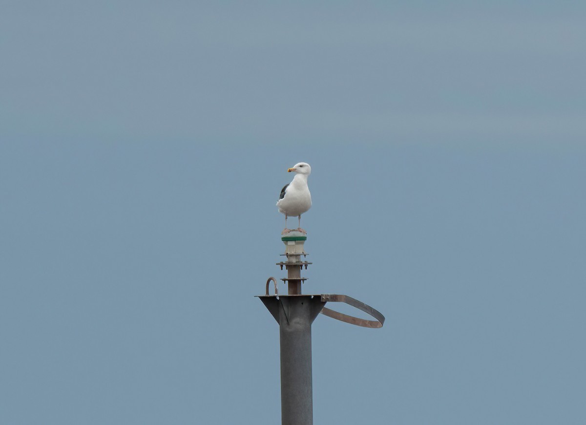 Gavión Atlántico - ML645559981