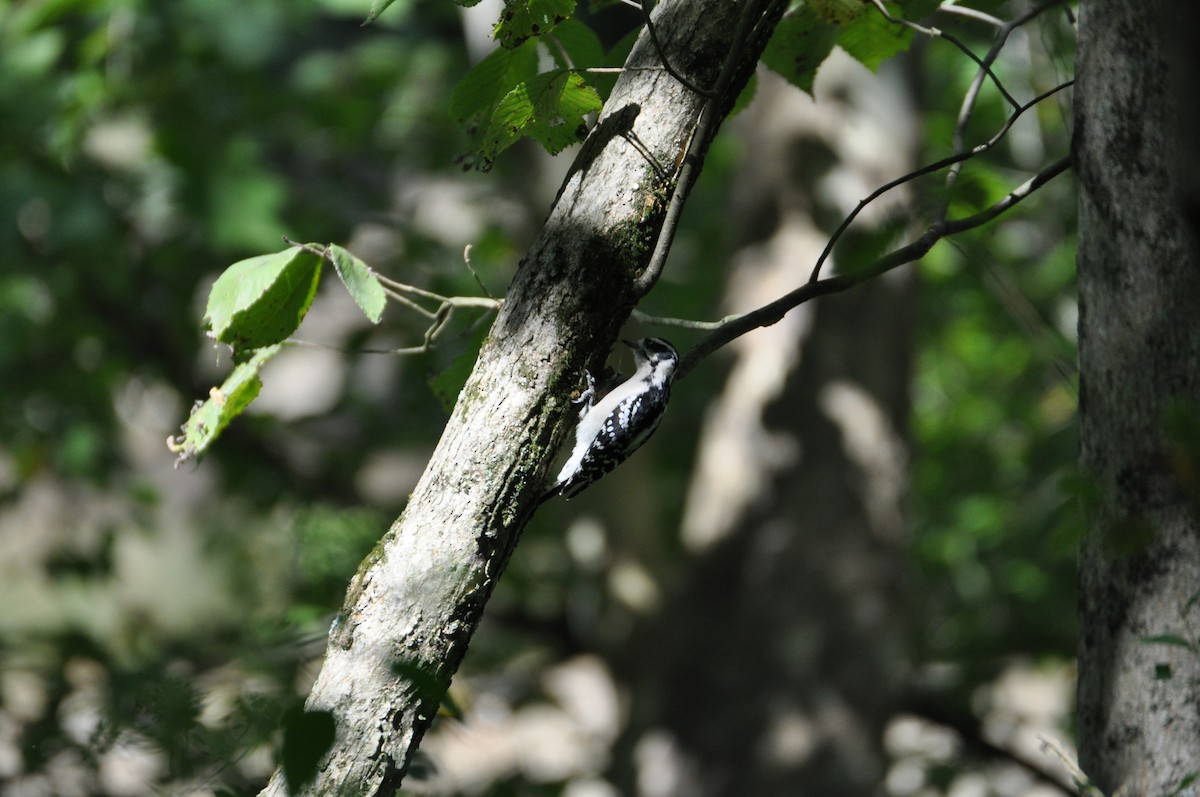 Дятел волохатий - ML645559982