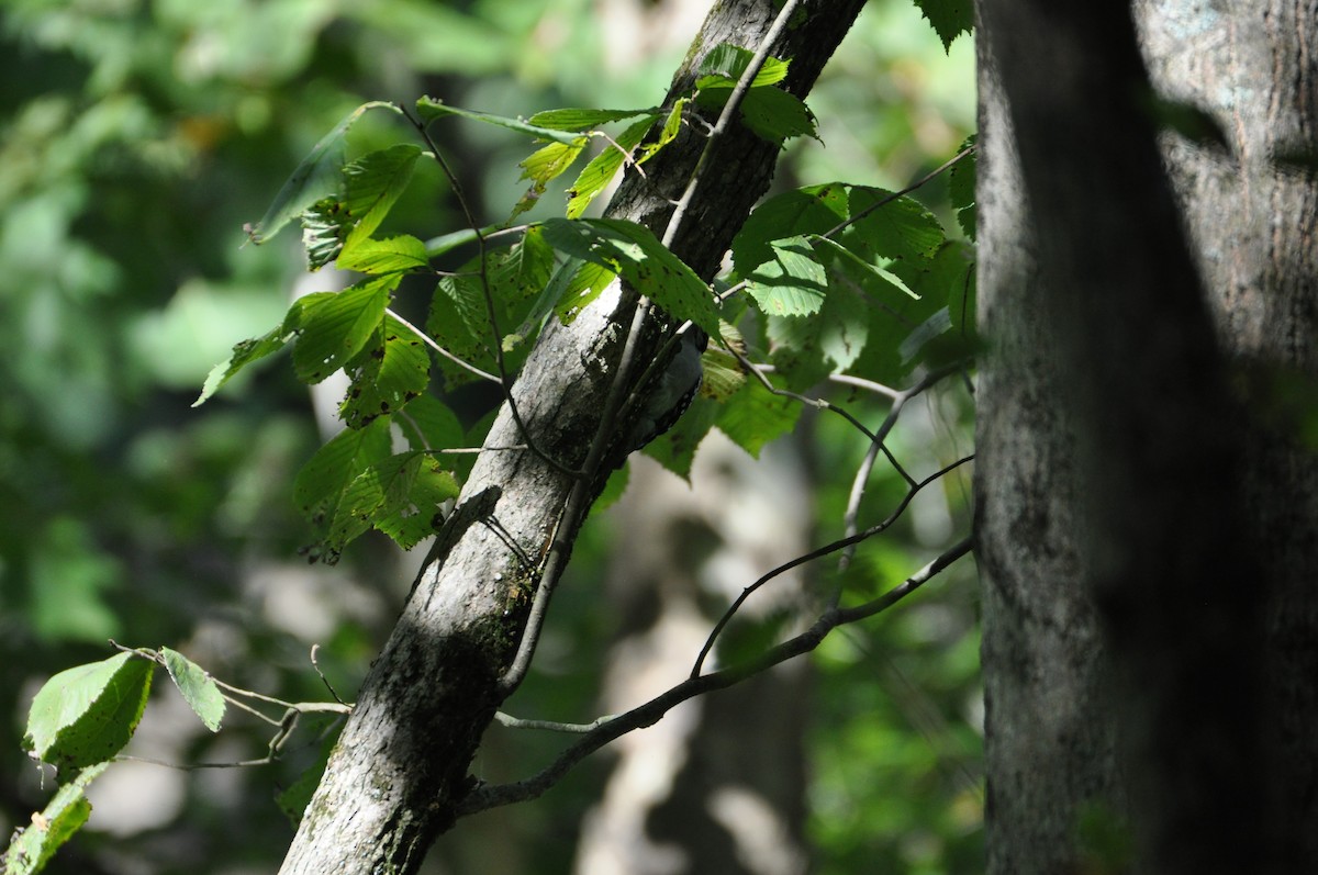 Дятел волохатий - ML645559983