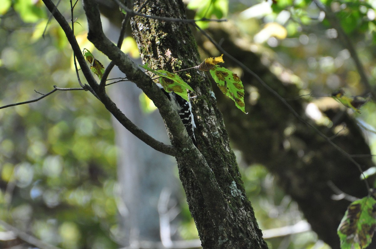 Дятел волохатий - ML645559984