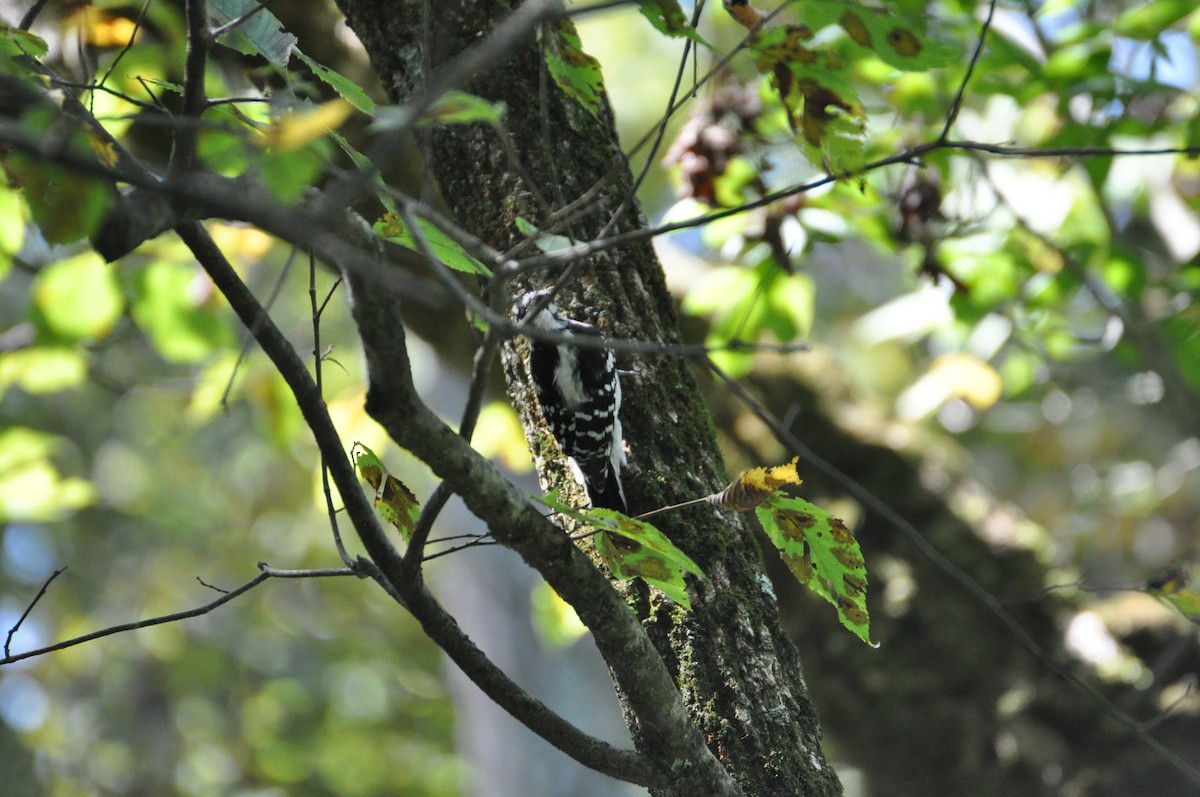 Дятел волохатий - ML645559985