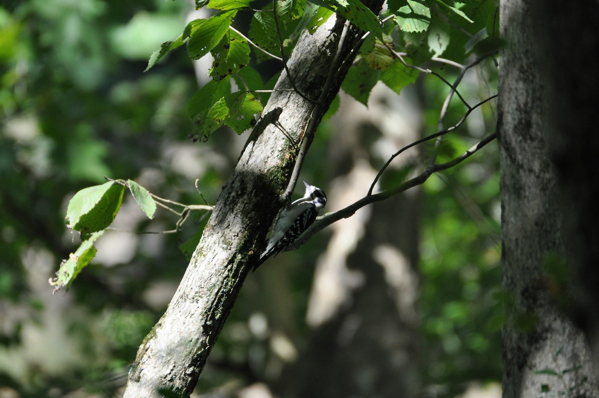 Дятел волохатий - ML645559986