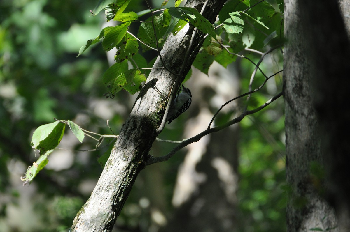 Дятел волохатий - ML645559987