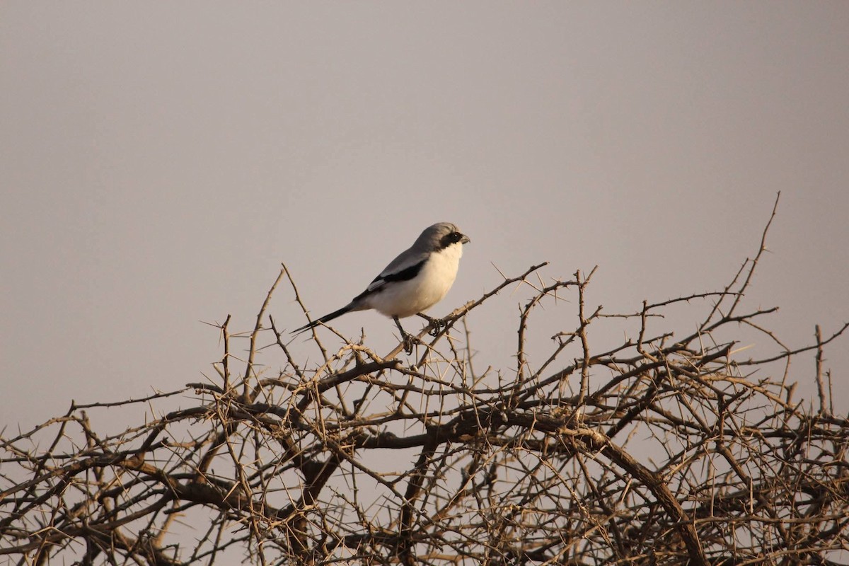 Great Gray Shrike - ML645559995
