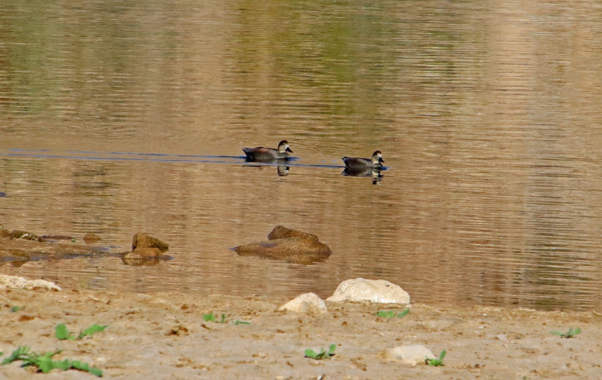 Gadwall - ML645560005