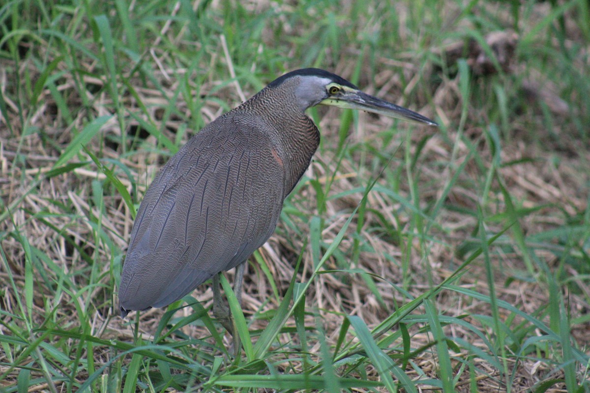 Bare-throated Tiger-Heron - ML645560011
