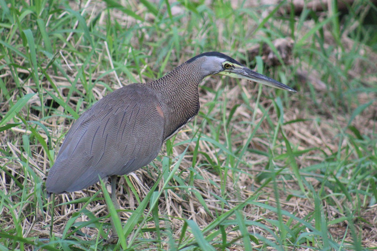 Bare-throated Tiger-Heron - ML645560012