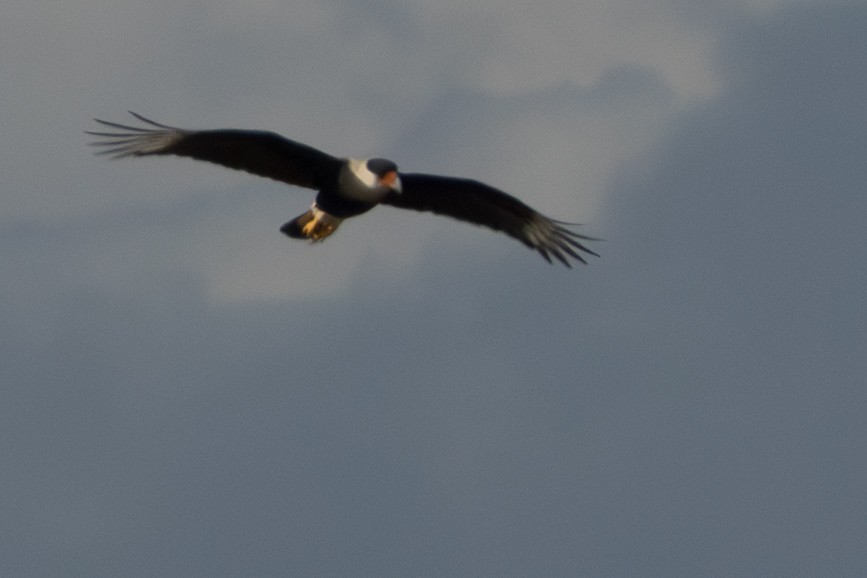 Crested Caracara (Northern) - ML645560013