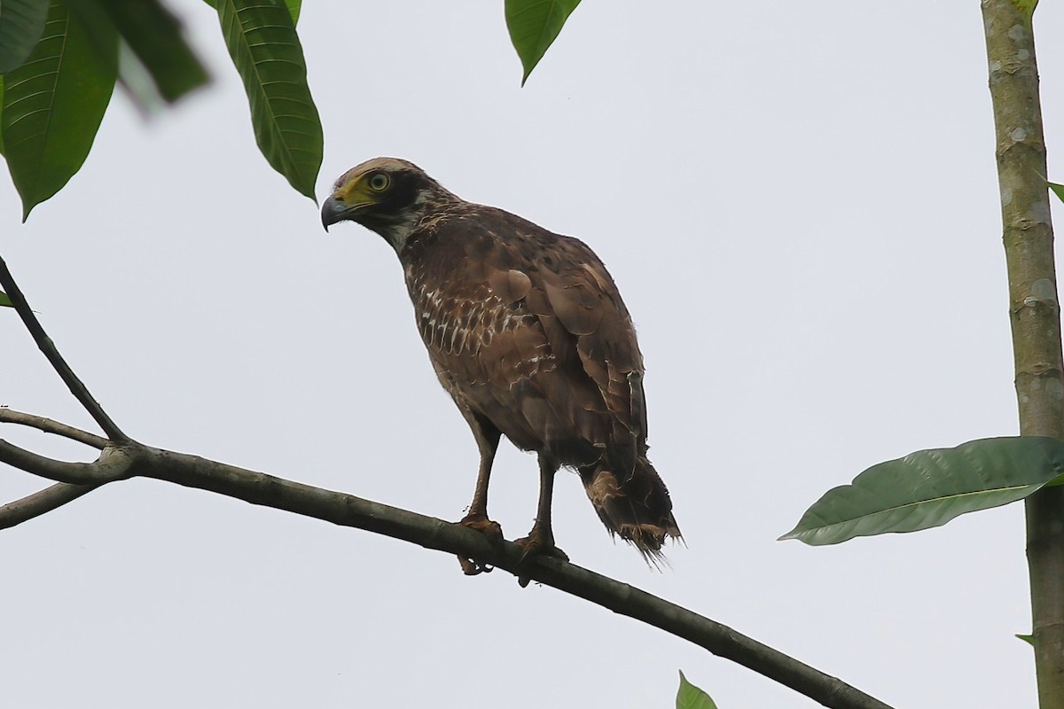 Хохлатый змееяд - ML645560018