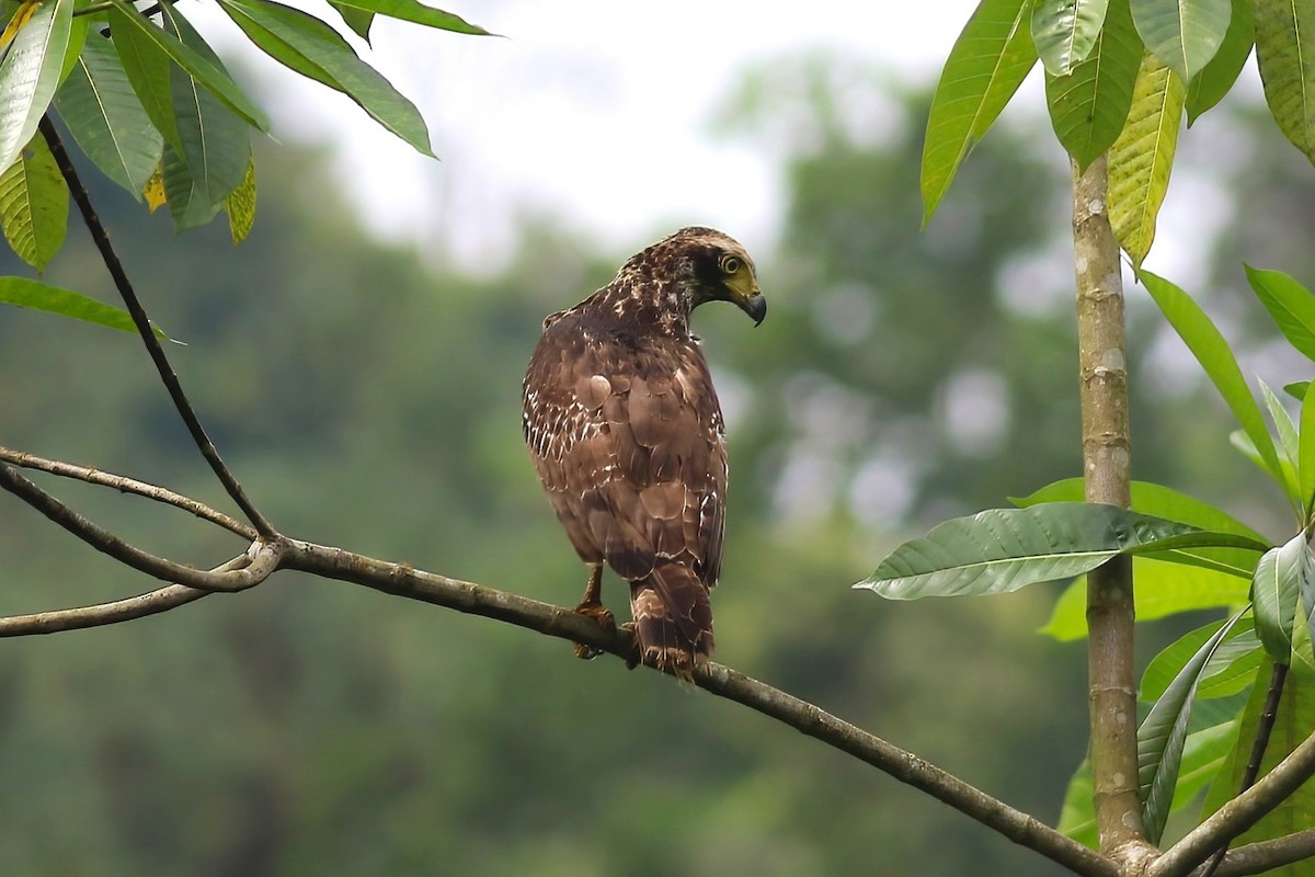 Хохлатый змееяд - ML645560019