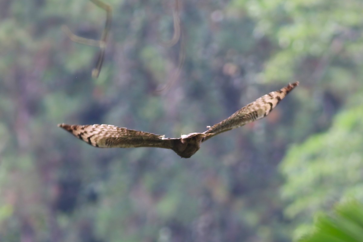 Хохлатый змееяд - ML645560020