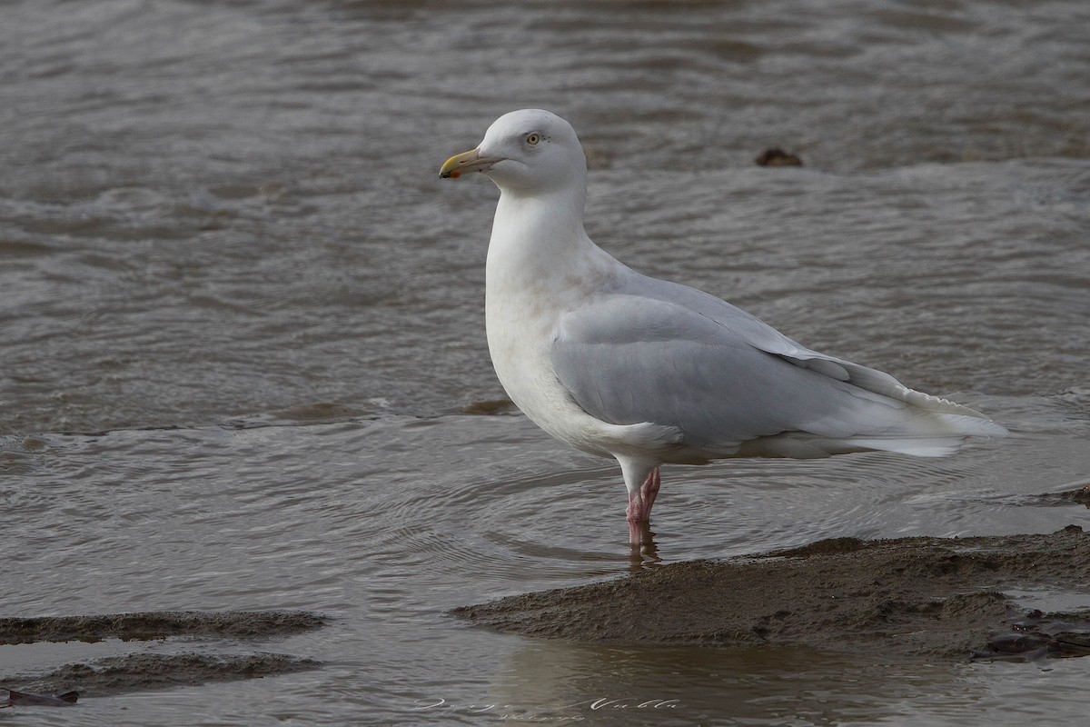 Мөсний цахлай - ML645560021