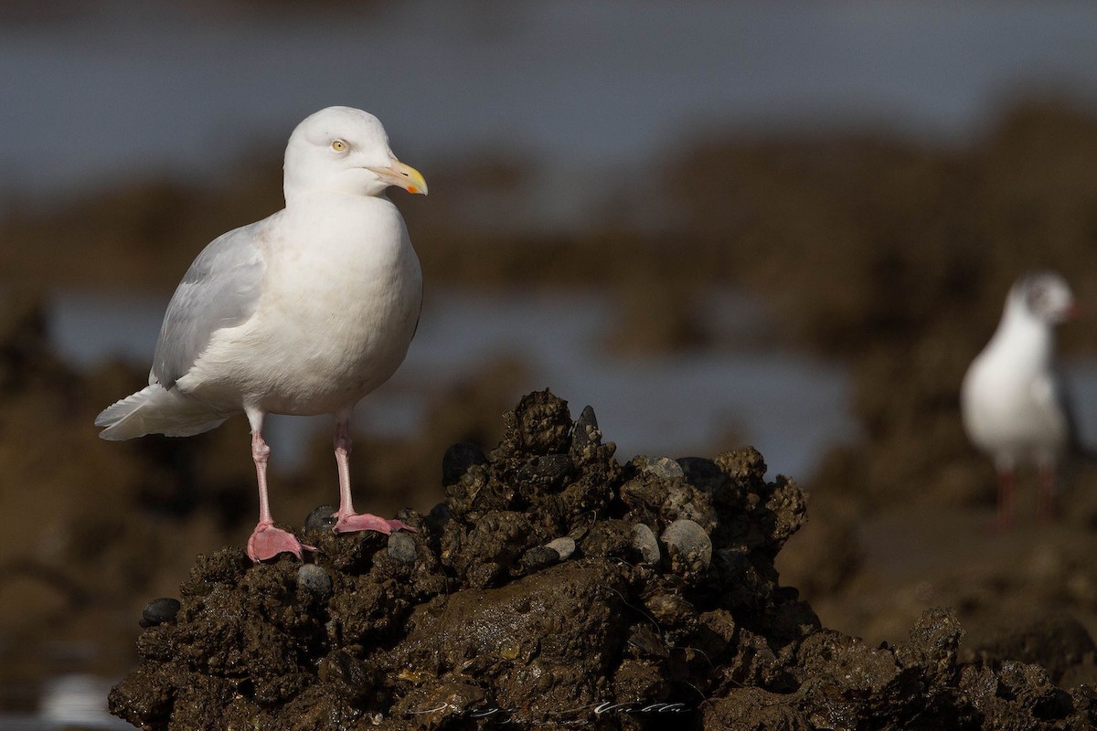 Мөсний цахлай - ML645560022