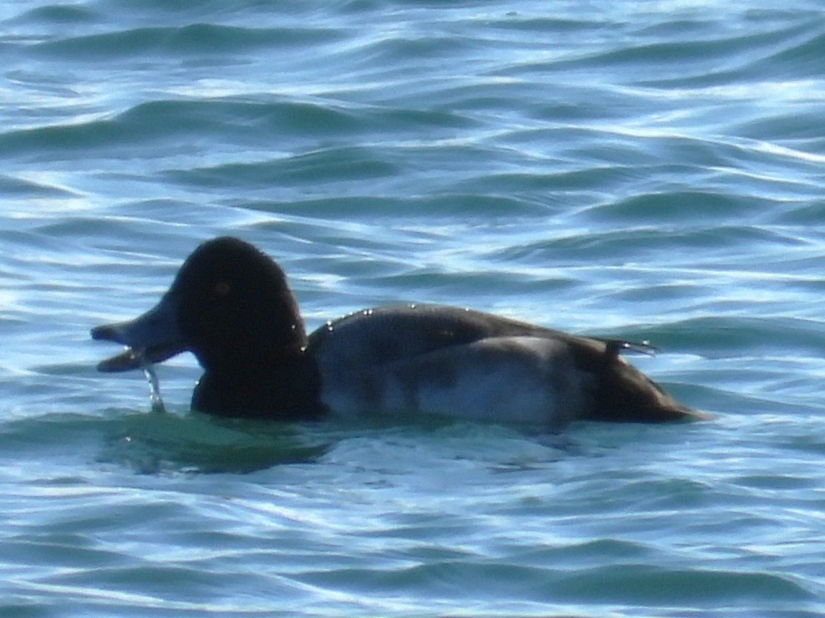 Морская чернеть - ML645560023