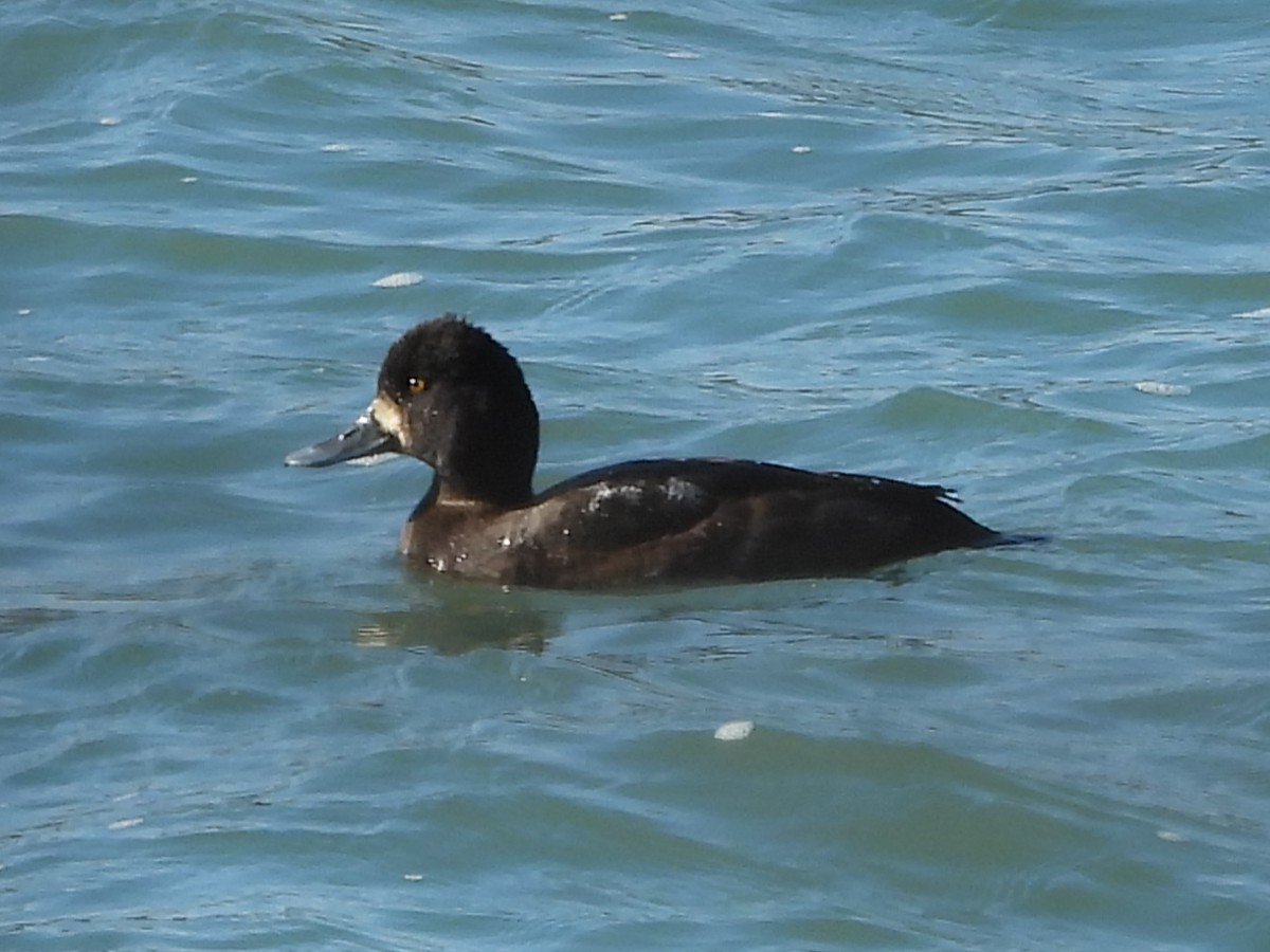 Морская чернеть - ML645560025