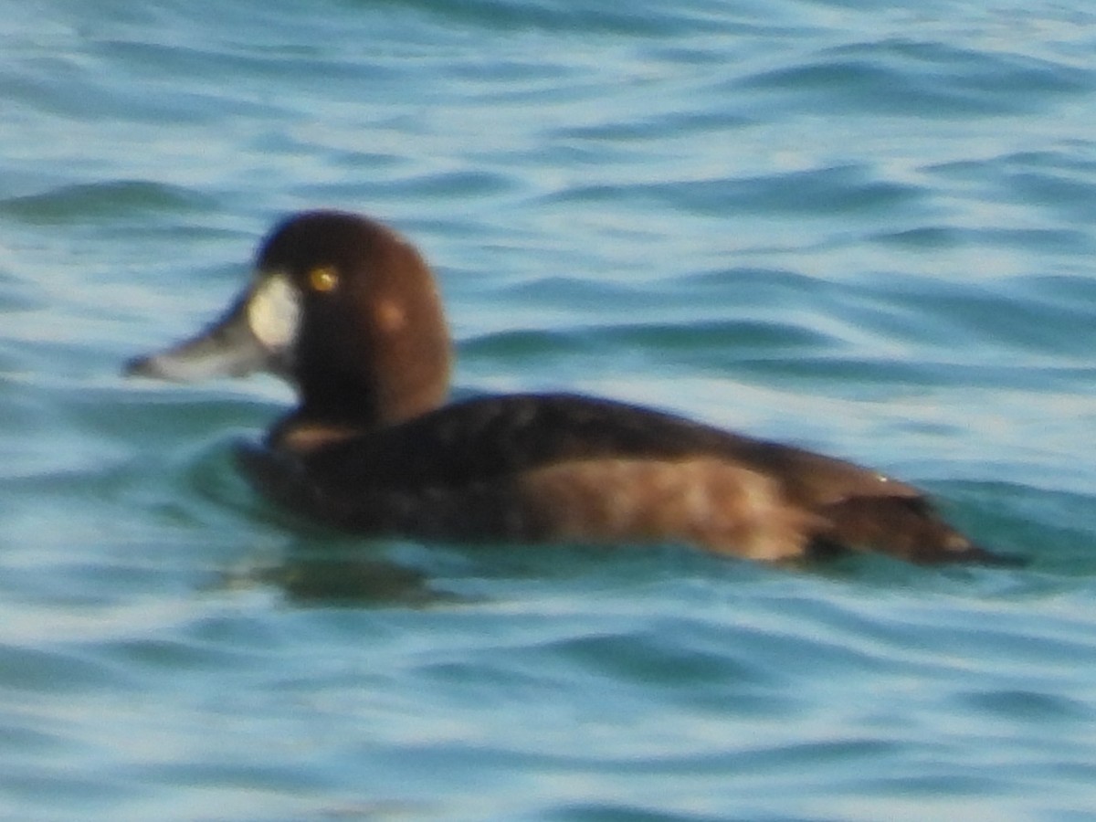 Морская чернеть - ML645560028