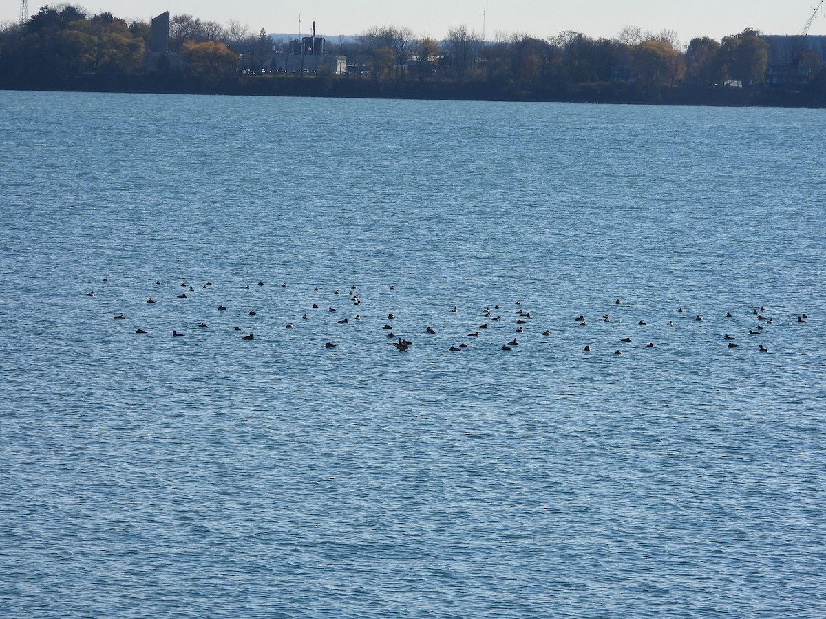 Морская чернеть - ML645560030