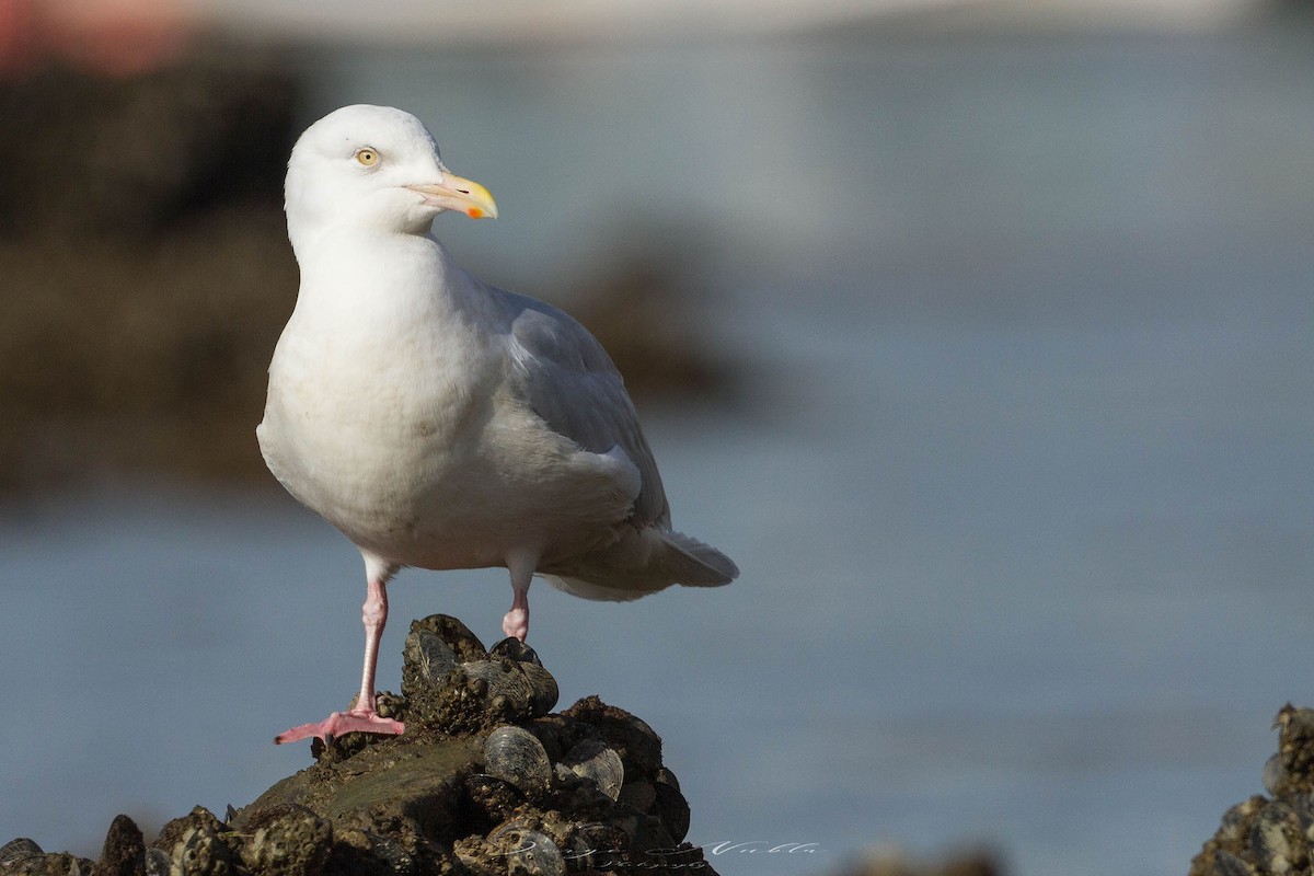 Мөсний цахлай - ML645560039