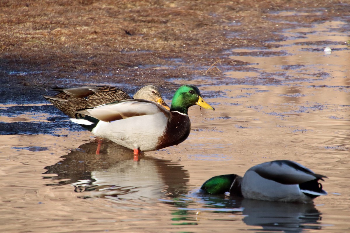 Mallard - ML645560040