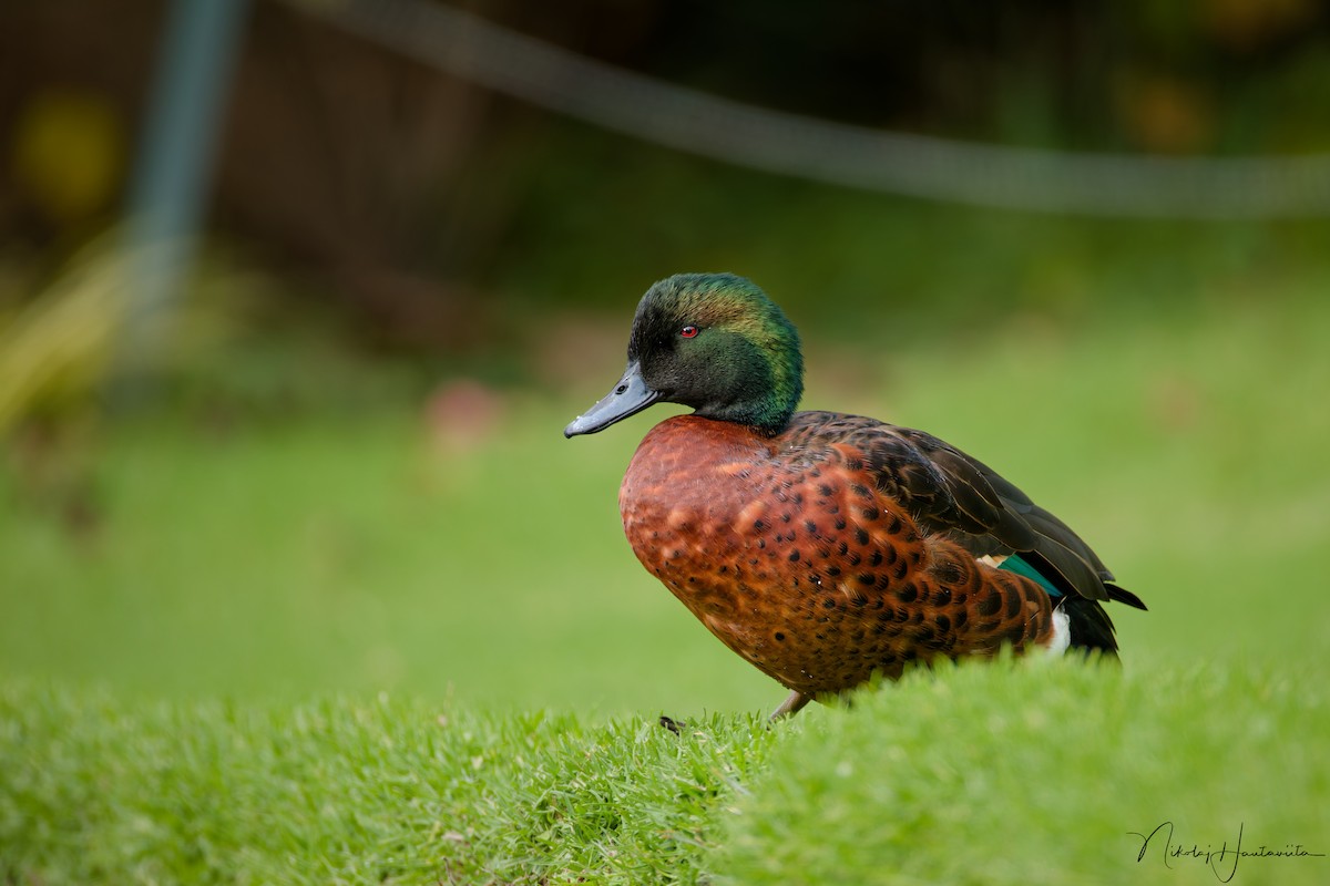 Chestnut Teal - ML645560041