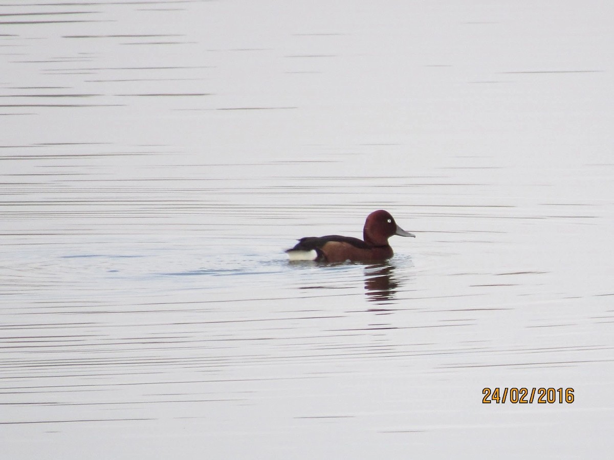 Ferruginous Duck - ML645560049
