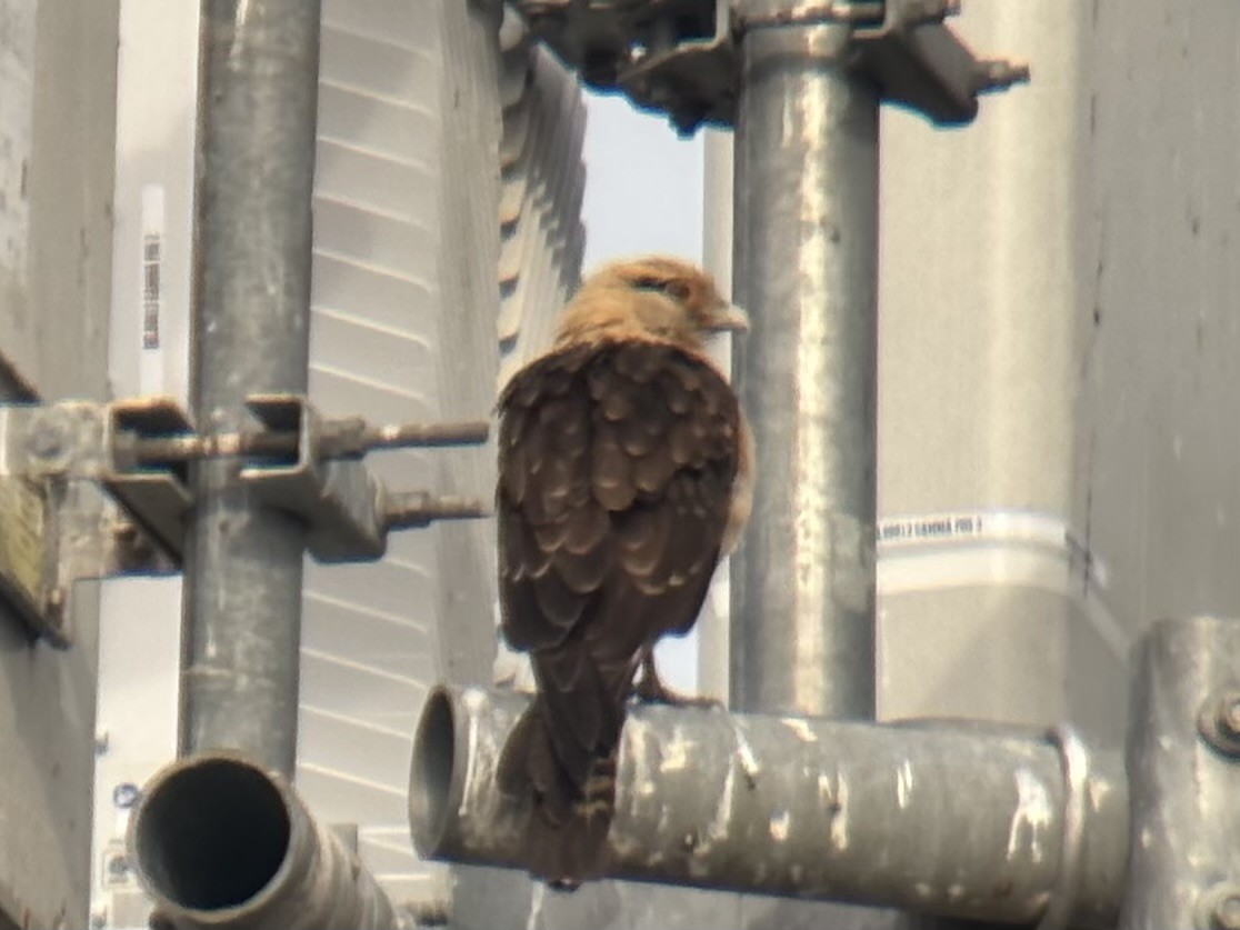Yellow-headed Caracara - ML645560054