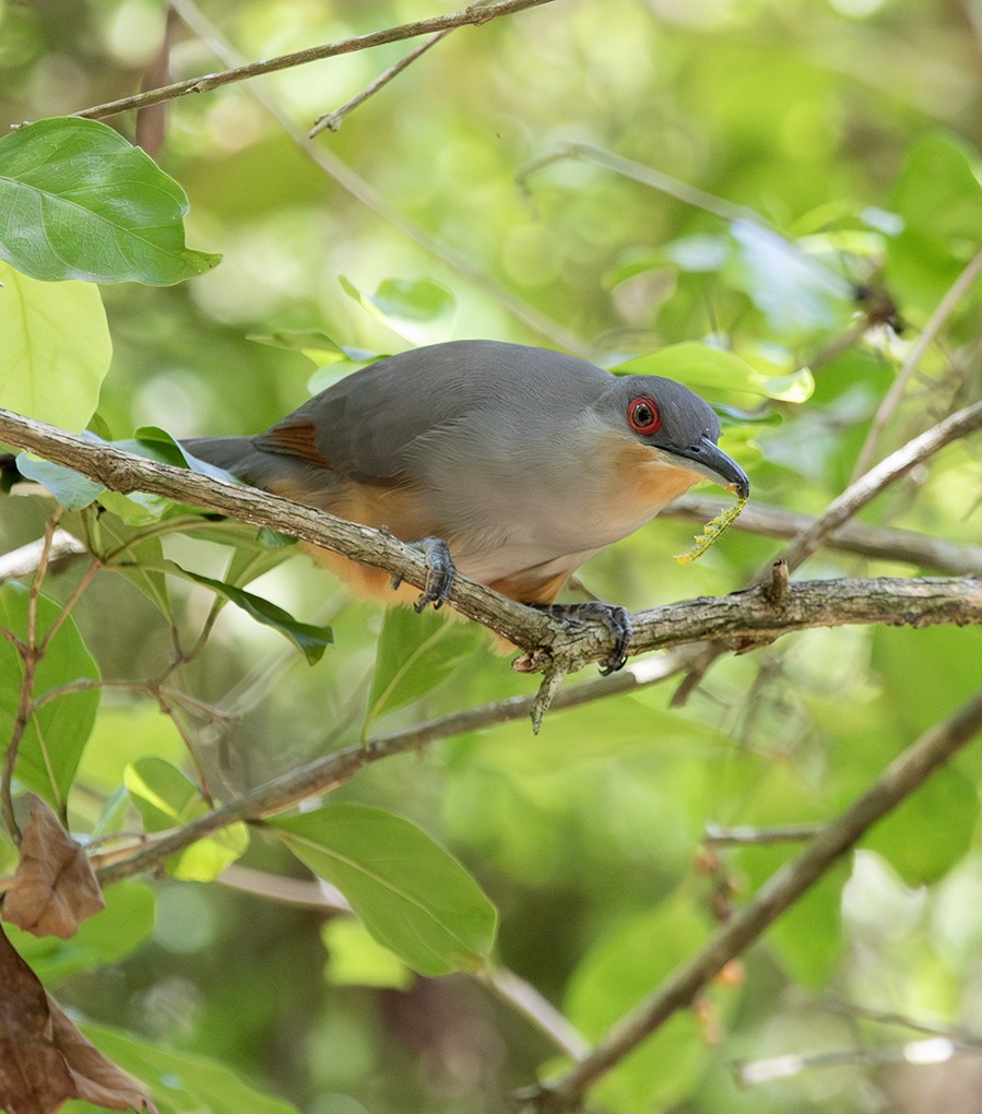 Hispaniolan Lizard-Cuckoo - ML645560071
