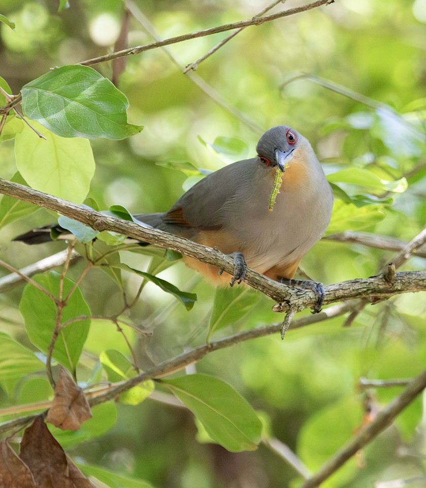 Hispaniolan Lizard-Cuckoo - ML645560072