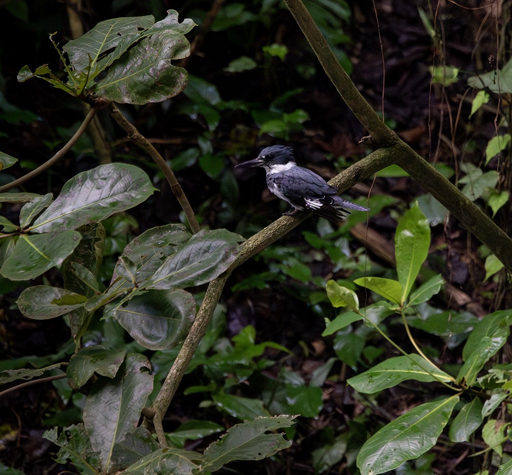 Belted Kingfisher - ML645560083