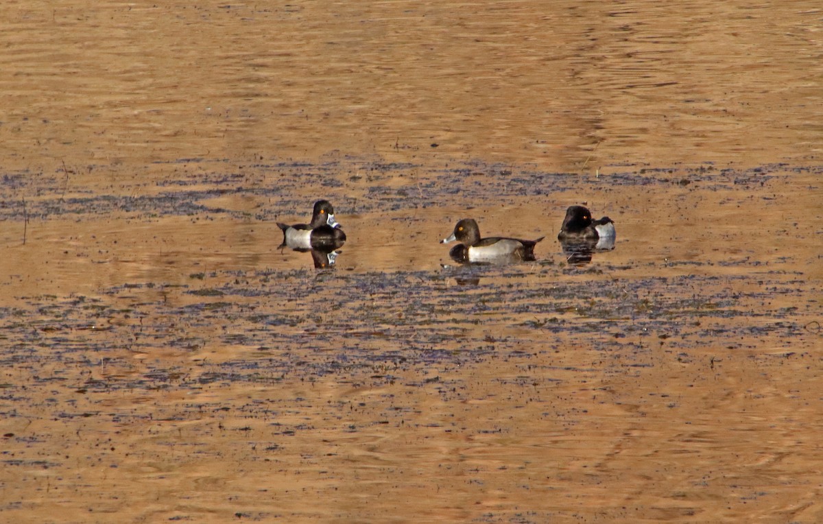 Ring-necked Duck - ML645560086