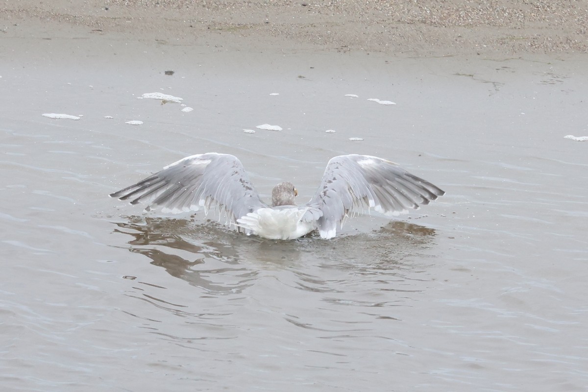 American Herring x Glaucous-winged Gull (hybrid) - ML645560093