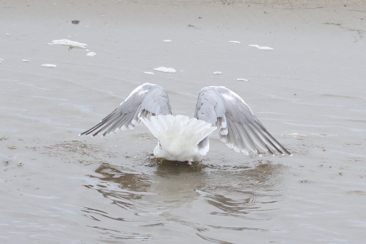 American Herring x Glaucous-winged Gull (hybrid) - ML645560094