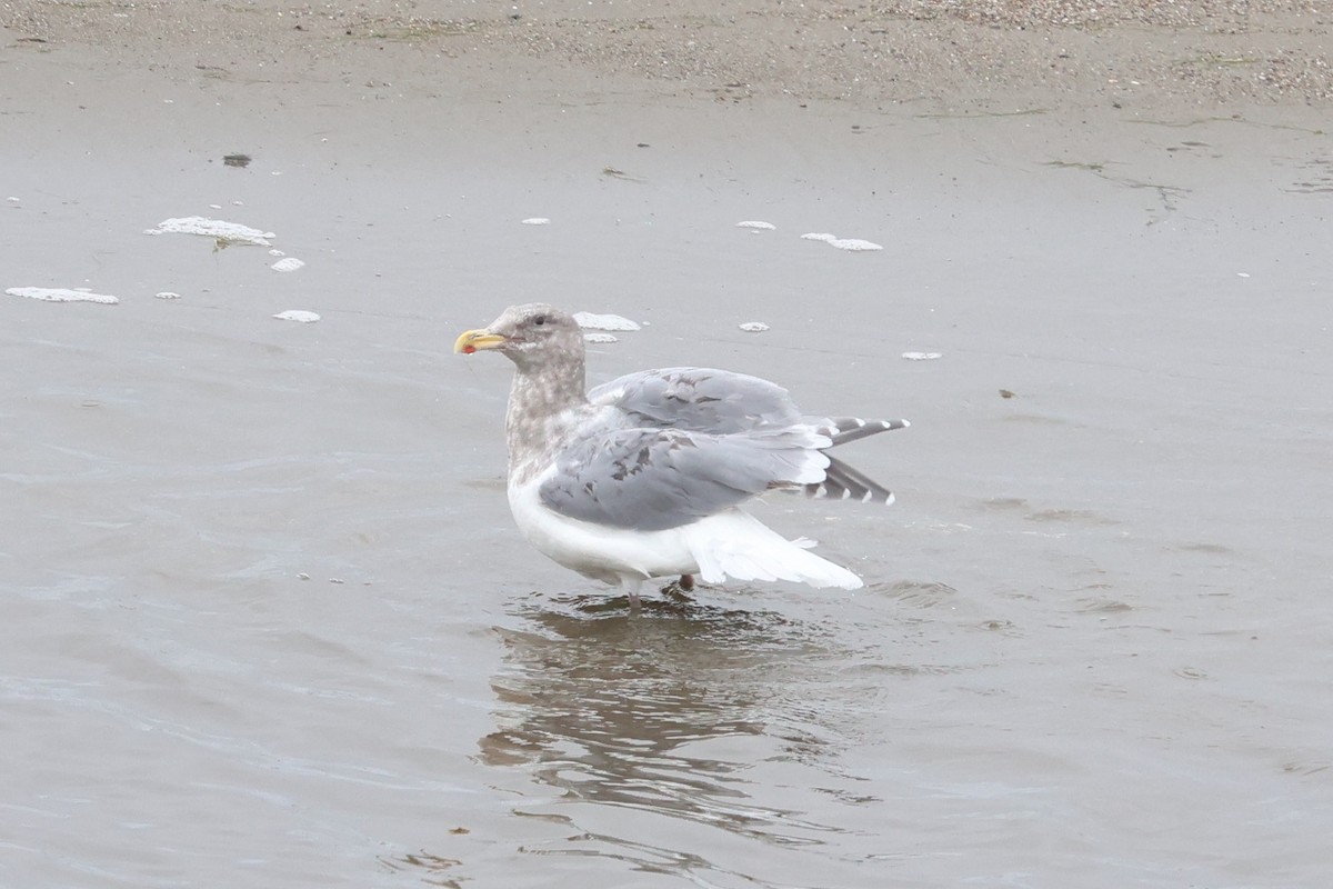 American Herring x Glaucous-winged Gull (hybrid) - ML645560095