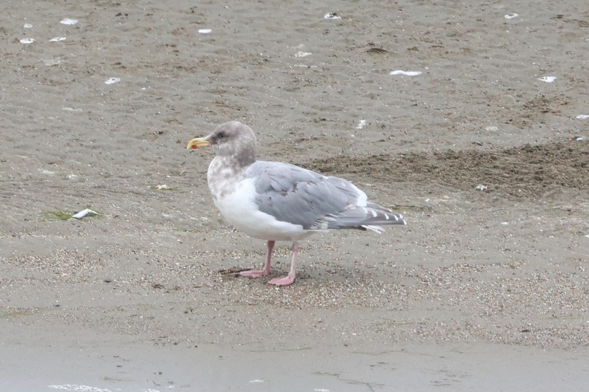 American Herring x Glaucous-winged Gull (hybrid) - ML645560096