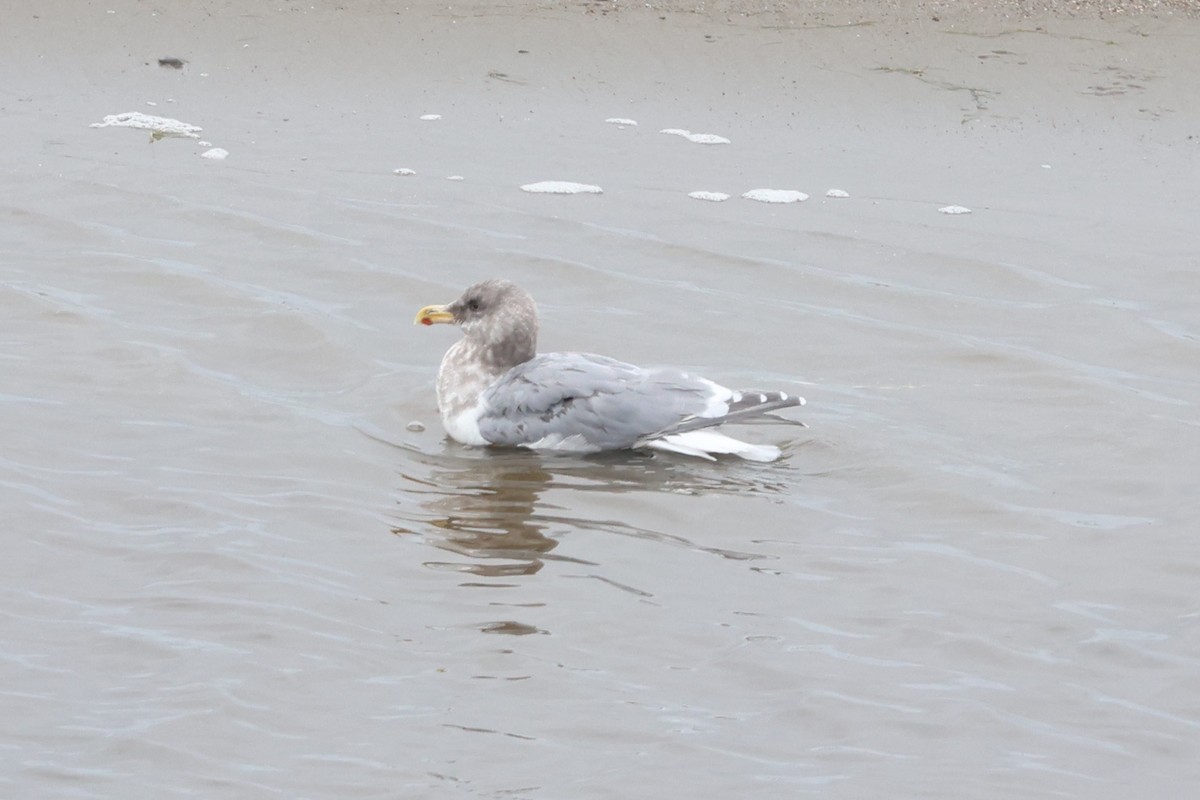 American Herring x Glaucous-winged Gull (hybrid) - ML645560097