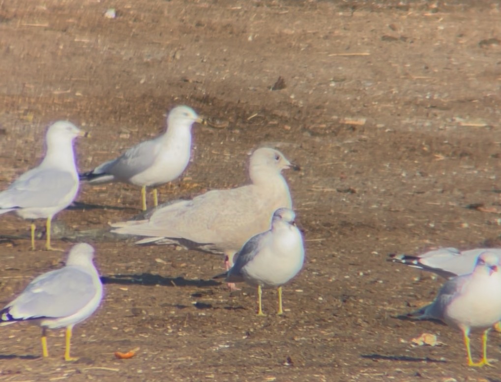 アイスランドカモメ - ML645560098