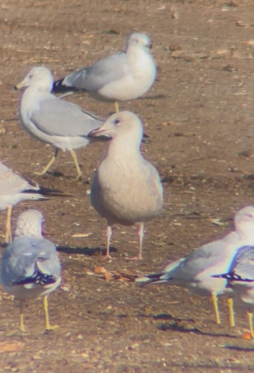 アイスランドカモメ - ML645560099