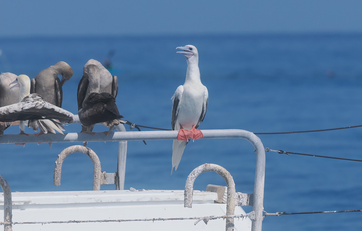 סולה אדומת-רגל - ML645560101