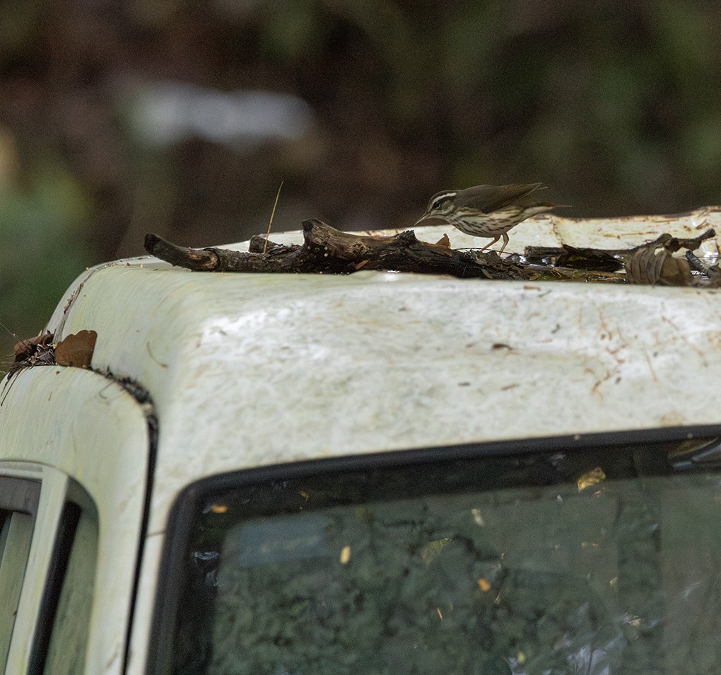 Louisiana Waterthrush - ML645560102