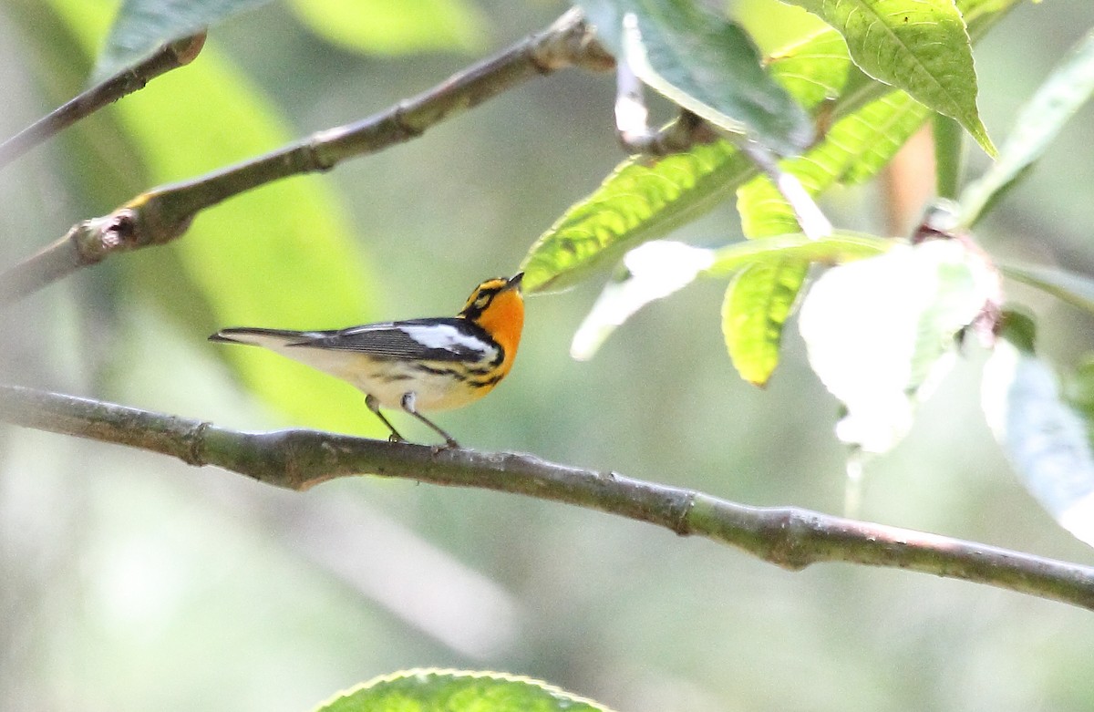 Blackburnian Warbler - ML645560112